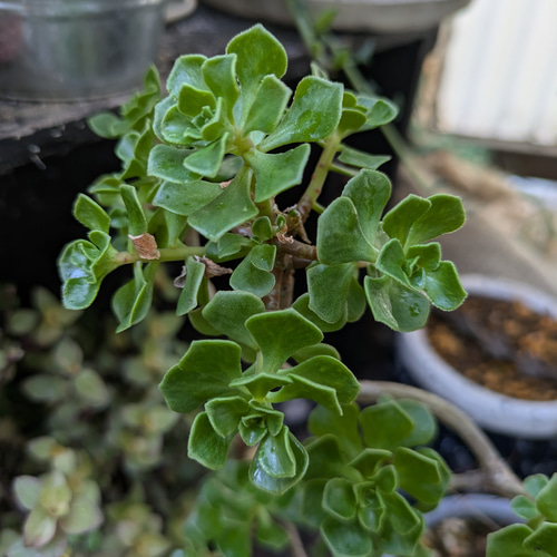 多肉植物 アエオニウム チョコチップ カット苗 1本(1枝) 約10cm 多肉 