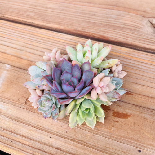 現品100苗セット(C) 輸入苗カット苗寄せ植えに！