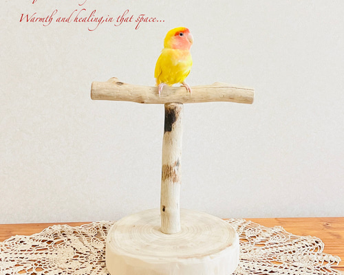 流木インテリア 中～大型インコも止まれる天然流木の小鳥の止まり木