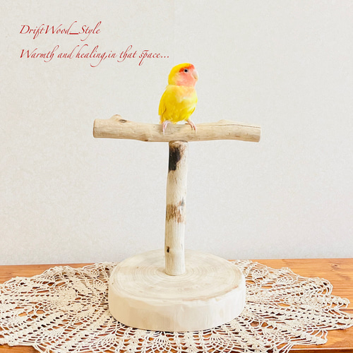 流木インテリア 中～大型インコも止まれる天然流木の小鳥の止まり木
