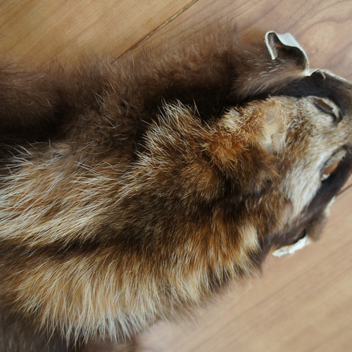 たぬきの毛皮ラグ たぬき 毛皮 ラグ 【公式通販】