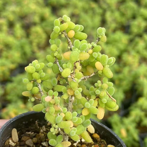 多肉植物 ドロサンテマム キラキラ 金橘 小苗 抜き苗 1株 多肉植物 愛