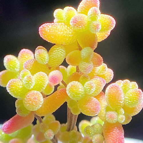 多肉植物 ドロサンテマム キラキラ 金橘 小苗 抜き苗 1株 多肉