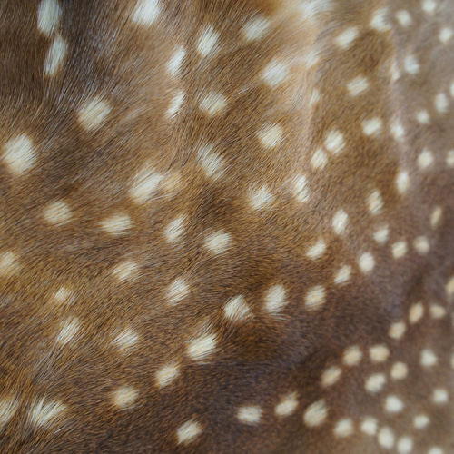 在庫SALE*バンビの毛皮L リアル毛皮 バンビ 小鹿 その他素材 メゾンド