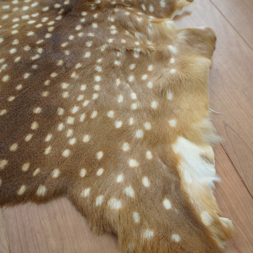 小鹿の毛皮 在庫SALE*バンビの毛皮L リアル毛皮 バンビ 小鹿 その他素材 メゾンド