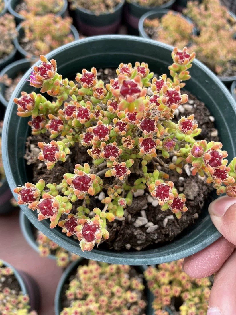 てんどん様 ご購入用 ドロサンテマム てんどん様 ご購入用