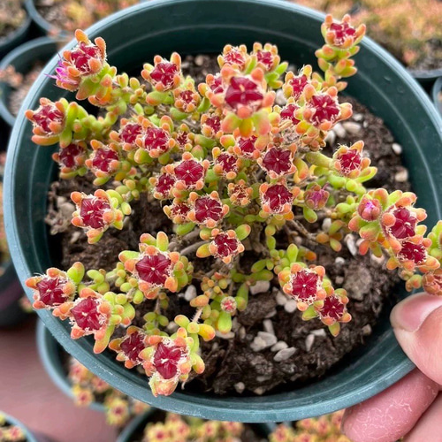 多肉植物 コノフィツム ブルゲリSH409 大玉 1.5cm以上 抜き苗 1