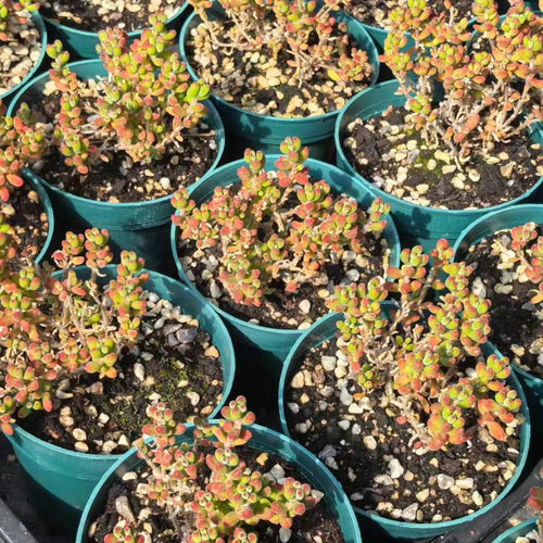 てんどん様　ご購入用　ドロサンテマム 多肉植物 ドロサンテマム Red Diamond 抜き苗 1株 多肉植物 愛