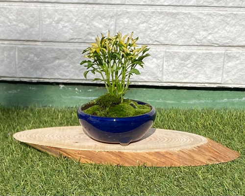 63c4df7cdf34858b6e3fc0fd5a9541