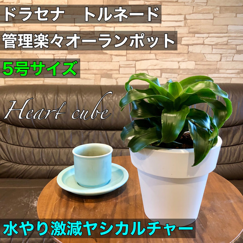 ドラセナ トルネード ハイドロカルチャー 5号サイズ 観葉植物 ハー