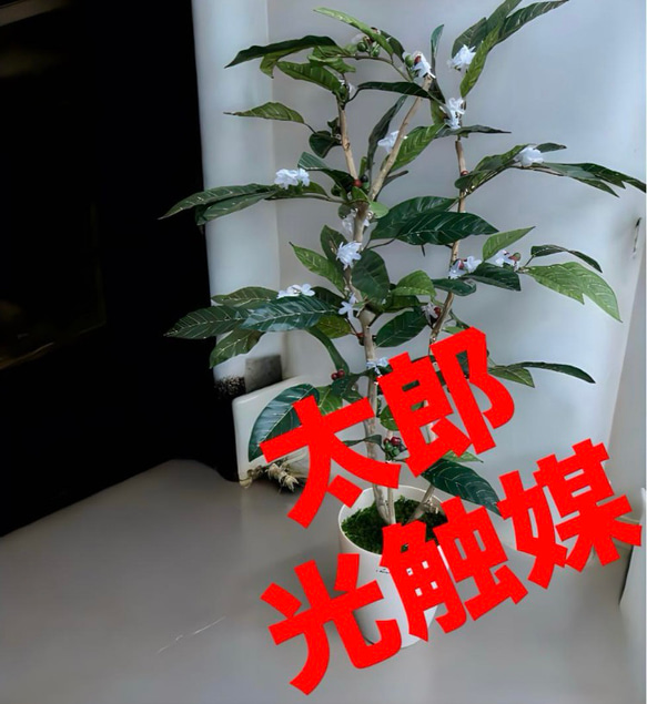 光触媒 人工観葉植物 ウォールグリーン フェイクグリーン でぶ 