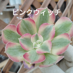 新入荷 アエオニウムピンクウィッチ 多肉植物 韓国輸入苗 超美苗 超