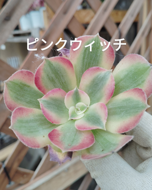 多肉植物アエオニウム錦❤️ 花月夜❤ 状態図 多肉植物…魅金バラ法師