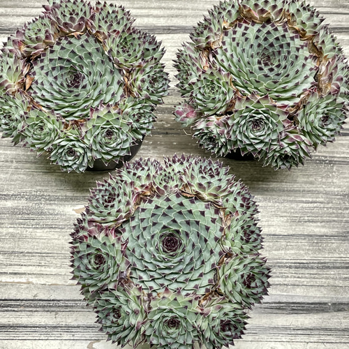 売切sale センペル森 センペル丼30cm大鉢✡️Sempervivum 寄植 売切sale センペル森 センペル丼30cm大鉢✡️Sempervivum 寄植