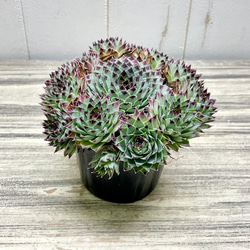 大苗 子株たくさん センペルビウム 多肉植物 その他インテリア雑貨