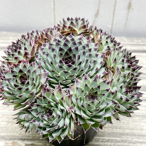 多肉植物 センペルビウム ブロンコ 7.5cmポット苗 : ハニー