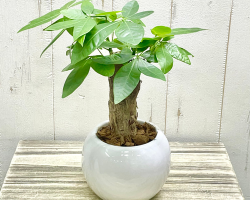 成熟したパキラ 約1.5メートル 白鉢 パキラ 約1.5メートル 植物 成熟したパキラ 約1.5メートル 白鉢