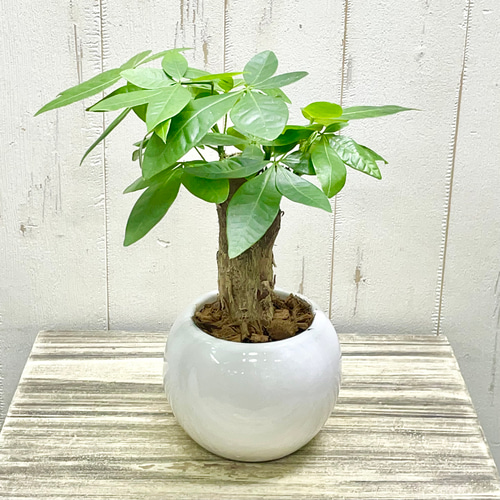 朴仕立て♪ 極太 パキラ セラミック鉢 観葉植物 インテリア その他