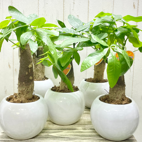 朴仕立て♪ 極太 パキラ セラミック鉢 観葉植物 インテリア その他