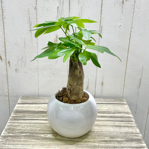 朴仕立て♪ 極太 パキラ セラミック鉢 観葉植物 インテリア その他