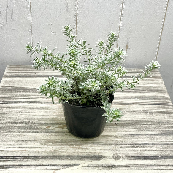 ウエストリンギア スモーキー ホワイト 3号 その他インテリア雑貨