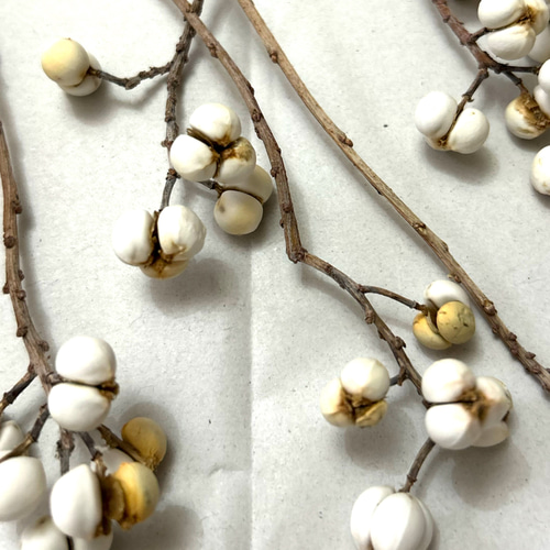 2025採れたて大玉自家開花の純白ナンキンハゼドライフラワー 真珠玉