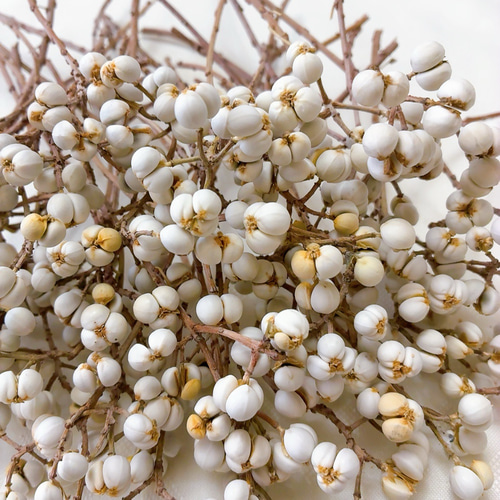 ナンキンハゼの実 1〜4粒のセット 50本 ドライフラワー Satsuki 通販