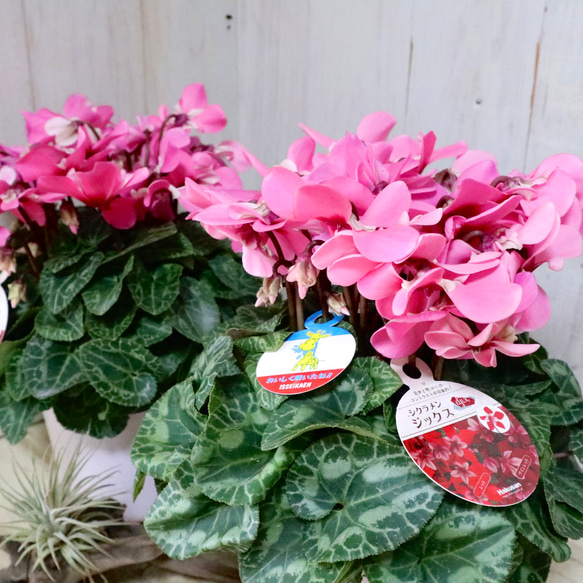 シクラメン♡ジックス♡ガーデンシクラメン♡ピンク♡鉢ごと♡ アート