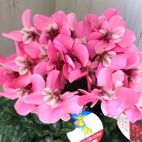 シクラメン♡ジックス♡ガーデンシクラメン♡ピンク♡鉢ごと♡ アート