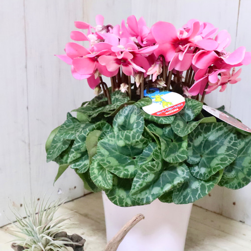 シクラメン♡ジックス♡ガーデンシクラメン♡ピンク♡鉢ごと♡ アート