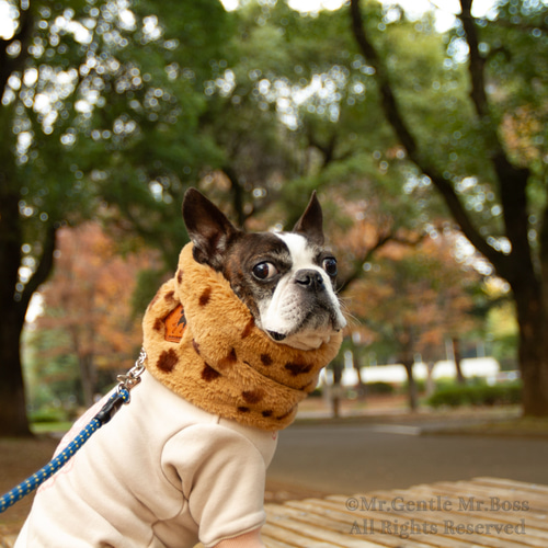 エコーファー☆Beige☆レオパード柄 ネックウォーマー 犬服 ペット服