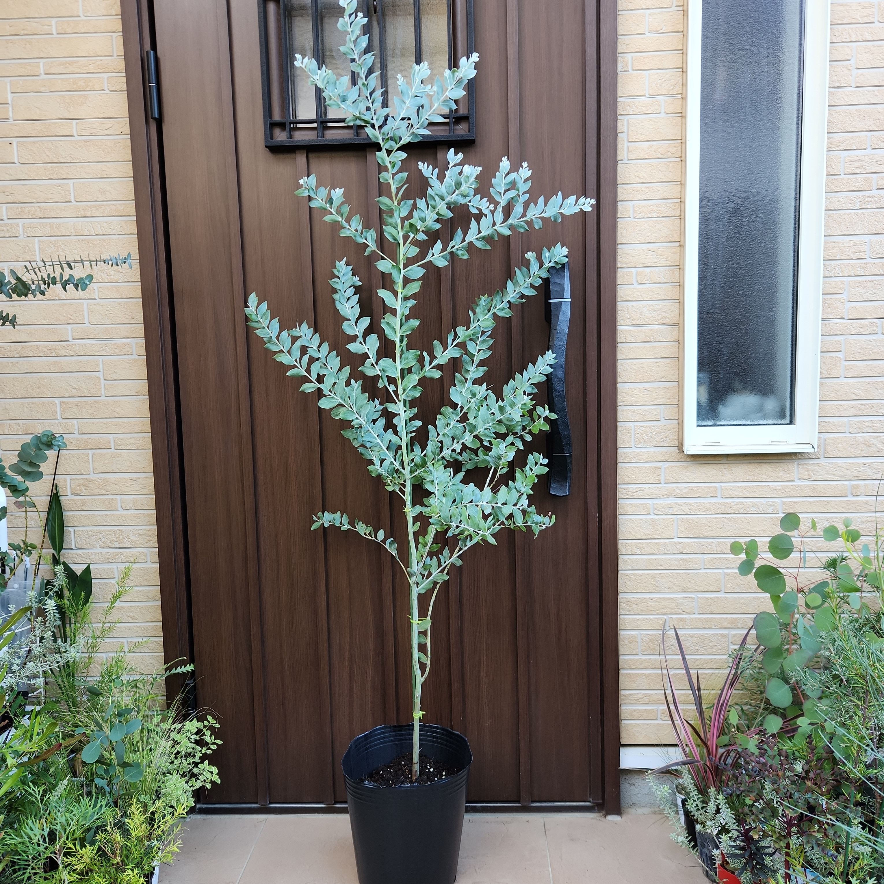 ミモザパールアカシア 80サイズ 【公式通販】