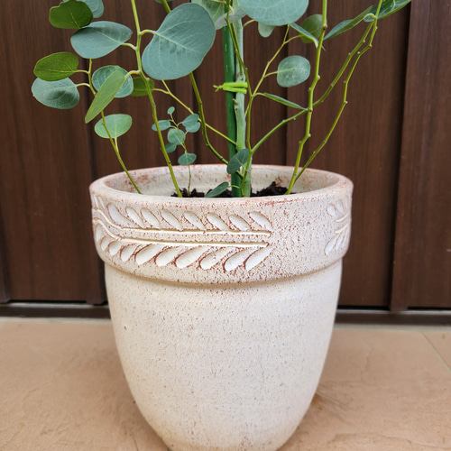 超大型　まん丸葉が可愛い❤️　ユーカリポポラス　鉢植え　大苗　シンボルツリー 超大型 まん丸葉が可愛い❤️ ユーカリポポラス 鉢植え 大苗