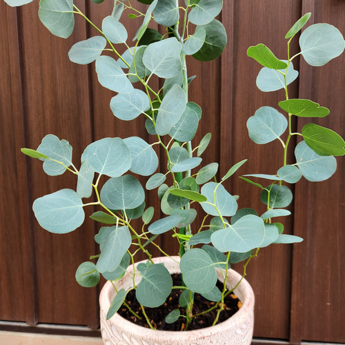 まん丸葉が可愛い♡ユーカリポポラス テラコッタ鉢植え 苗