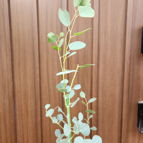 まん丸葉が可愛い♡ユーカリポポラス テラコッタ鉢植え 苗