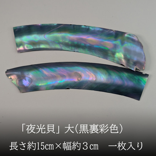 夜光貝」螺鈿細工用の薄貝（長さ約15㎝）大1枚 その他素材 urushi