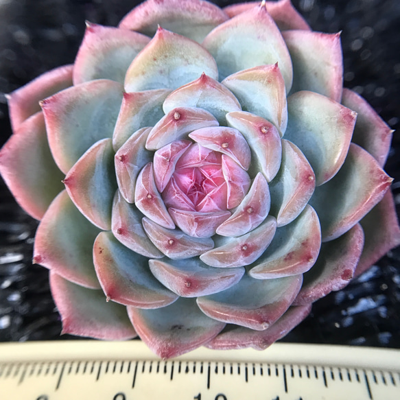 多肉植物 エケベリア 玉笛 5-6cm 抜き苗 1株 多肉植物 愛多肉-(AI