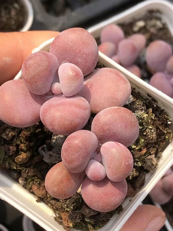 No.331 ともす ❁フルーツキャンディー❁ 抜き苗 多肉植物 寄せ植え