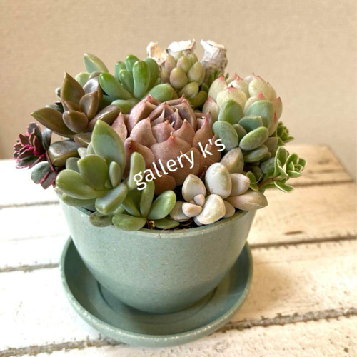 多肉植物寄植え 鉢と鉢皿セット セピアカラー鉢 2鉢の多肉寄せ植え