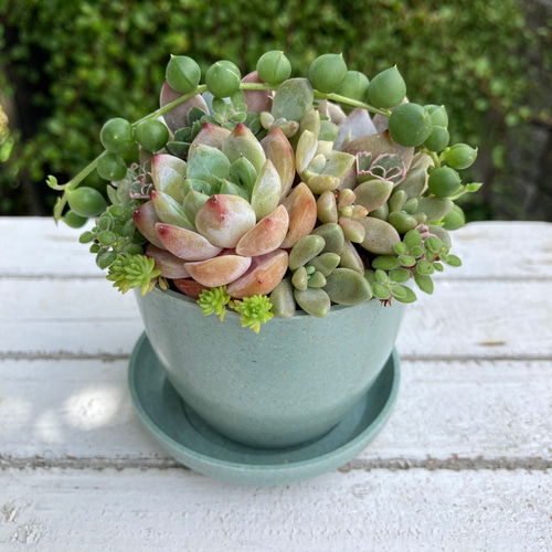 多肉植物寄植え 鉢と鉢皿セット セピアカラー鉢 2鉢の多肉寄せ植え