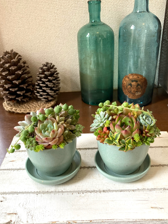 多肉植物 セット 鉢植え*4 多肉植物 寄せ植え 鉢 植木鉢 3個セット 陶器 キューブ型 四角