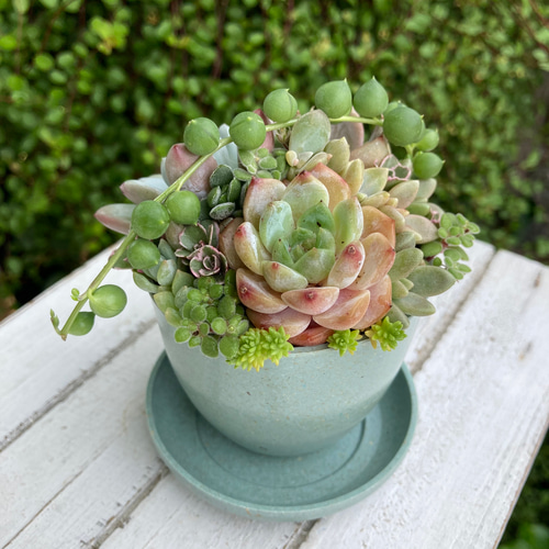 多肉植物寄植え 鉢と鉢皿セット セピアカラー鉢 2鉢の多肉寄せ