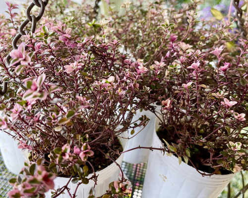 斑入りオリーブ苗　b 斑入りオリーブ苗 b