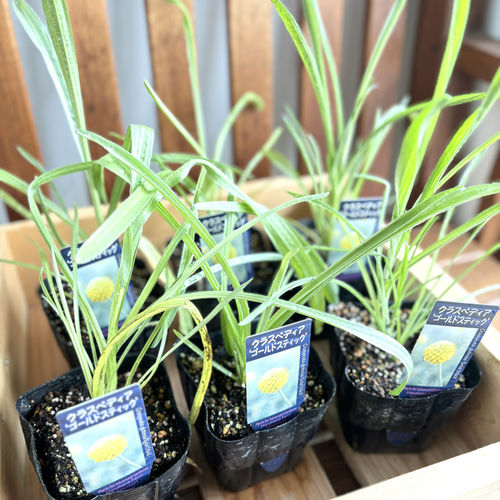 黄色いポンポン☆クラスペディア ゴールドステック 苗 アートフラワー