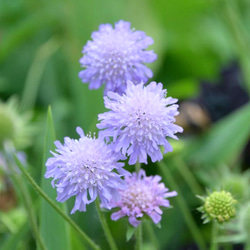 ベニスの花 濃赤の花☆アストランティア ベニス 苗 アートフラワー Little