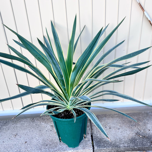 ユッカ グロリオサ＊バリエガータ＊斑入り＊ドライガーデン