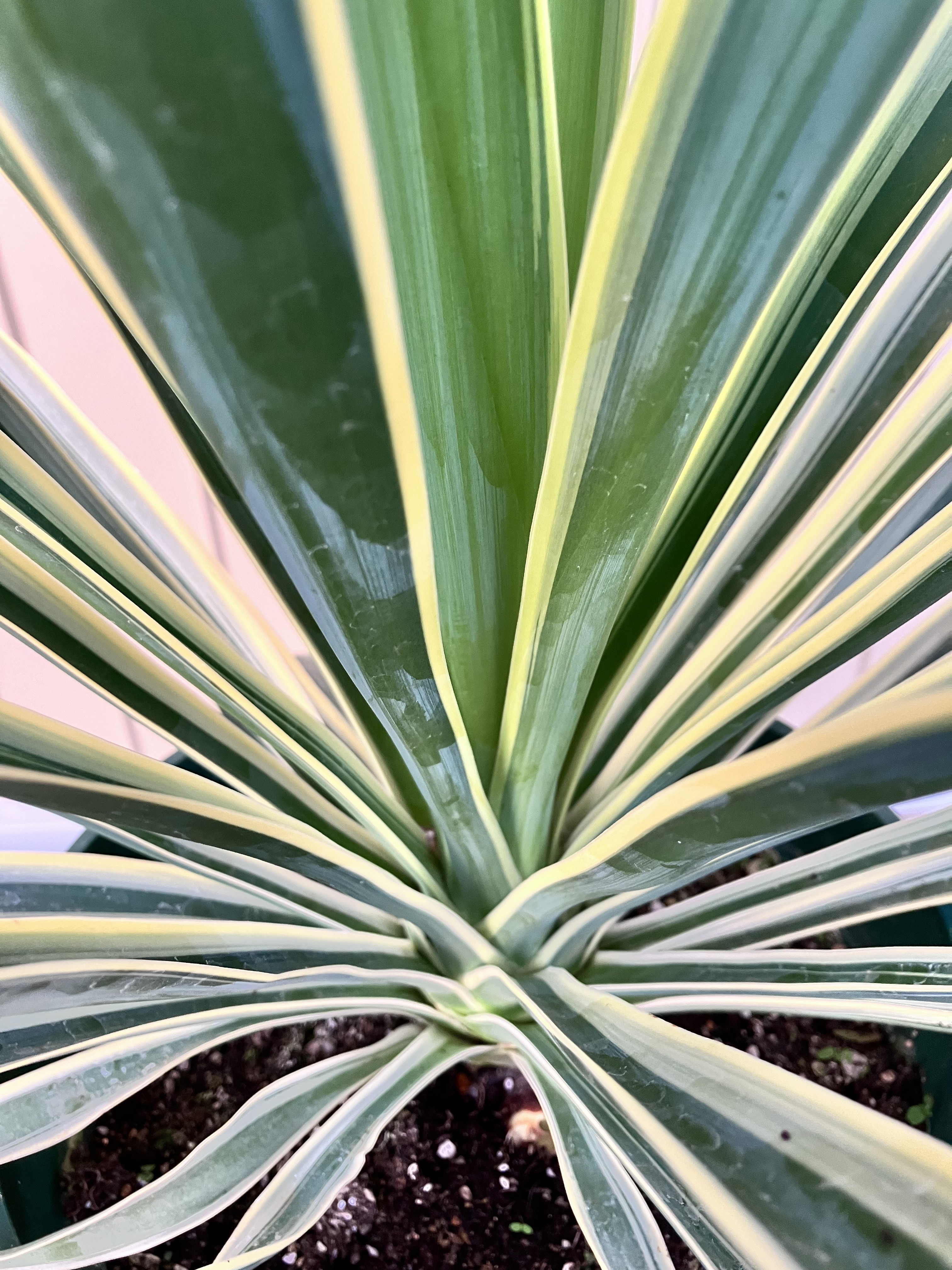 ユッカ　グロリオサ　分頭　ドライガーデン ユッカ グロリオサ 分頭 ドライガーデン