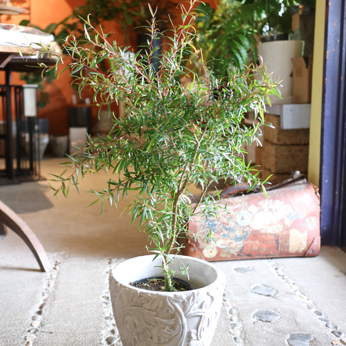 レモン ティーツリー ＞ メラレウカ ハーブ アロマ アンティーク風鉢