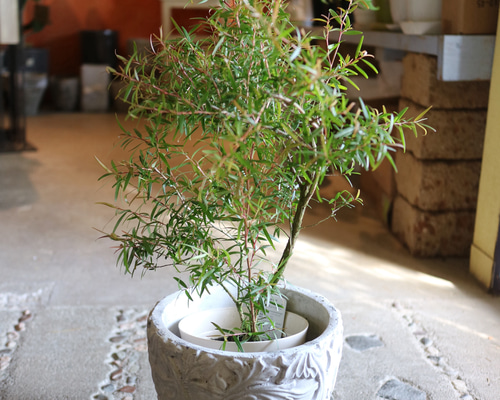 d114dba477ad2392837d1e95ba2d93