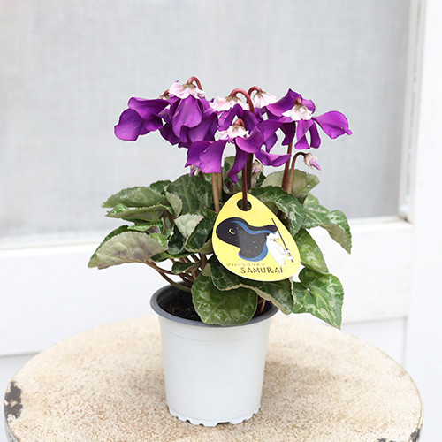 値下げSALE 花苗 ブルー シクラメン サムライ 3号 鉢植え 花壇